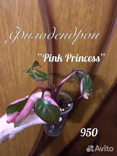 Разные комнатные растения