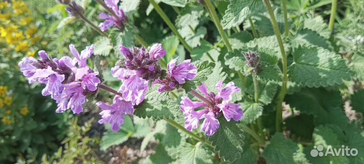 Буквица многолетник - саженцы (обменяю)