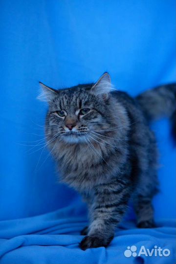 Особенный котик Серенький