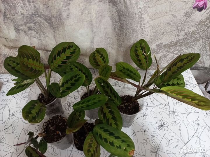 Маранта триколор