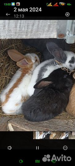 Немецкий пёстрый великан строкач