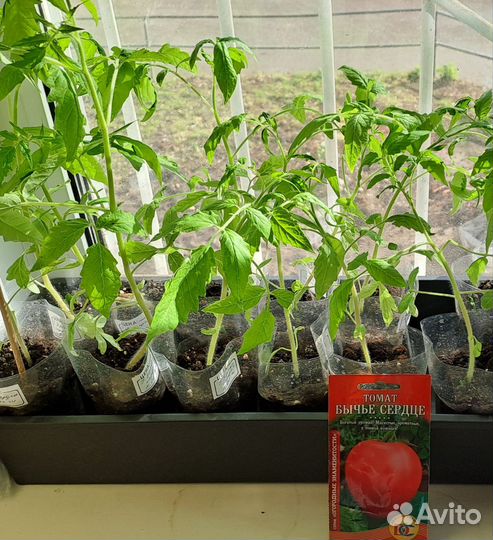 Рассада помидор