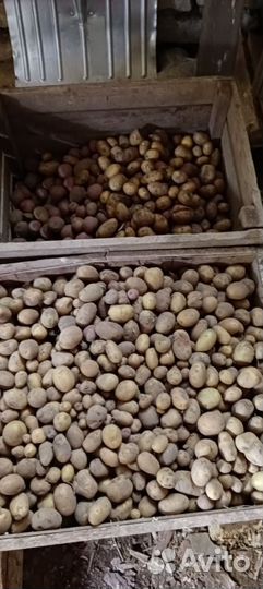 Продам картофель на посадку по 20р. кг