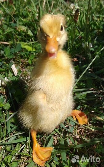 Утята муларды суточные