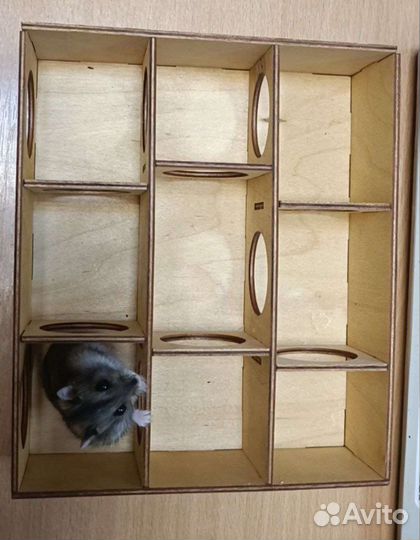 Джунгарский хомяк