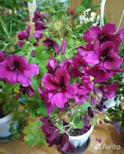 Пеларгонии