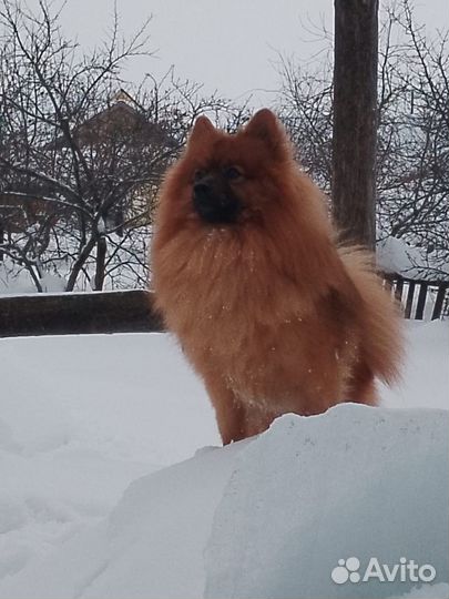 Немецкий шпиц вязка мальчик