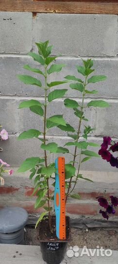 Гортензия метельчатая