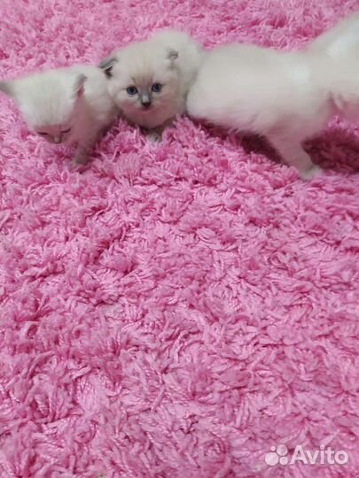 Продам котят шотландских