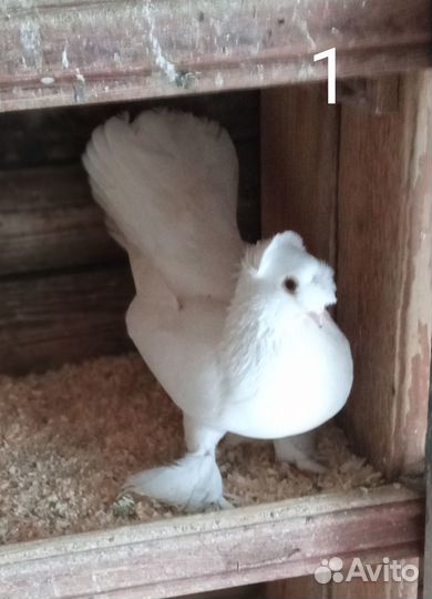 Голуби статные разные