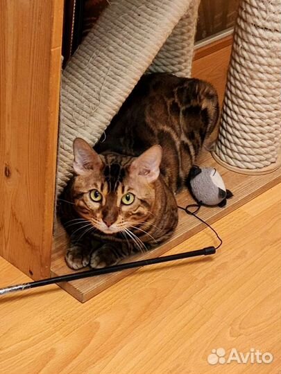 Бенгальский кот