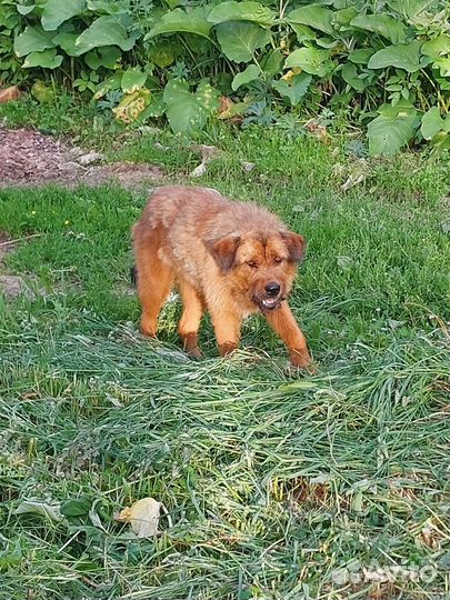 Найдена собака