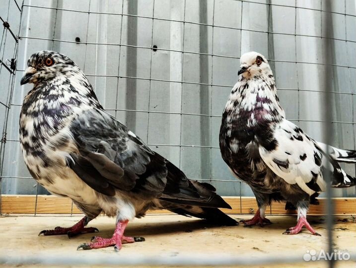 Голуби Николаевские