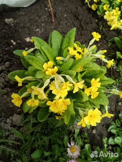 Георгина. Примула