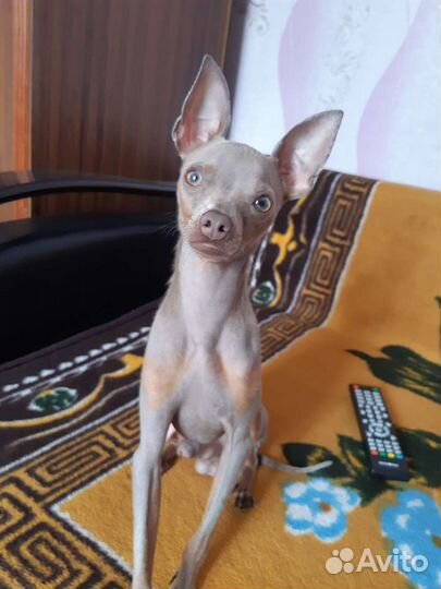 Вязка Той-терьер