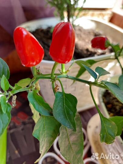 Перец комнатный острый