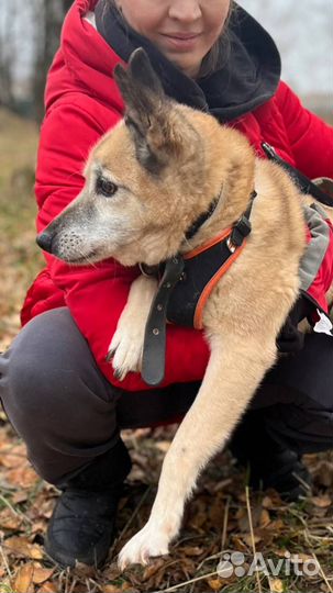 Собака в добрые руки