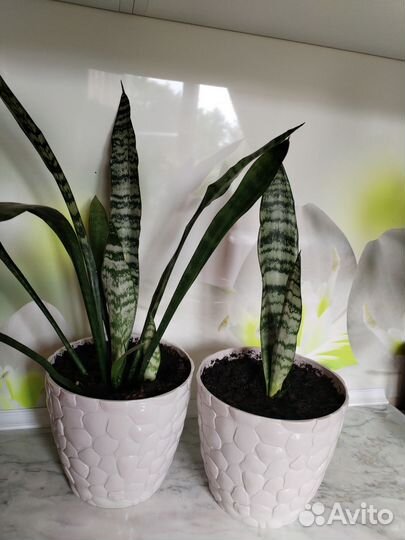 Сансевиерия щучий хвост