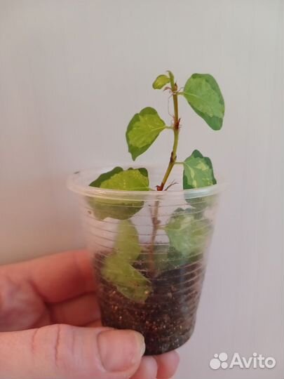 Сортовые фикусы