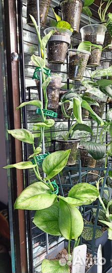 Сциндапсус Треби Мунлайт минт вар