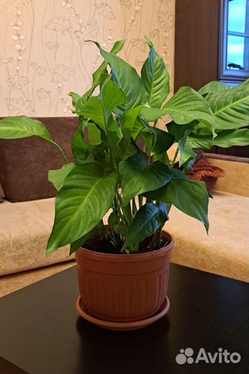 Спатифиллум