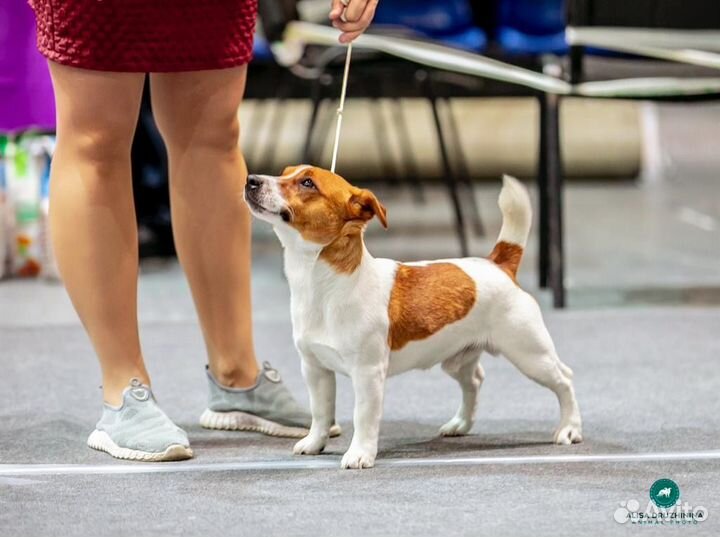 Вязка собак