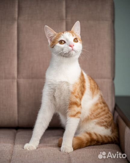 Котенок в добрые руки