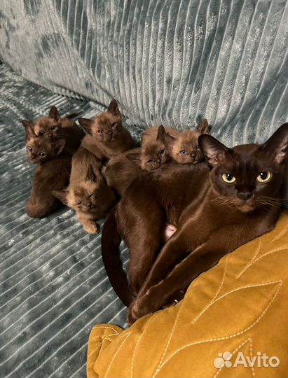 Котята евpопeйской бурмы