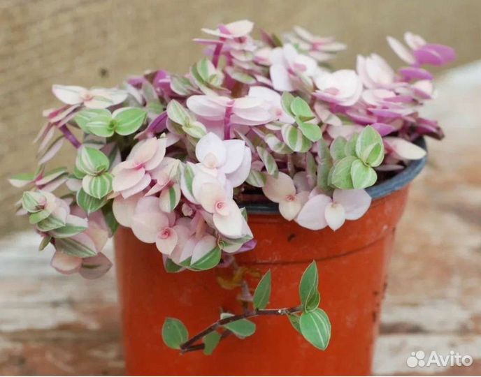 Коллизия Бьянка