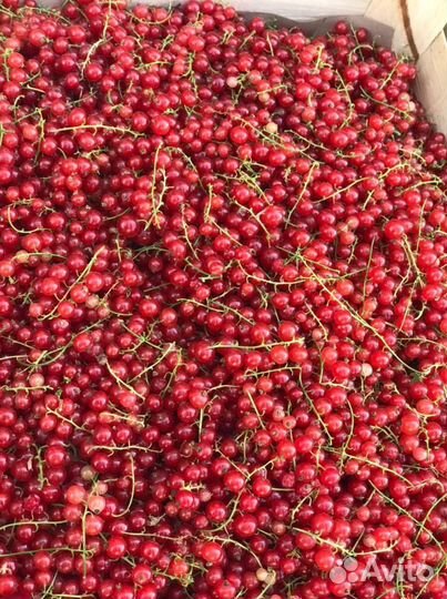 Клубника ягода