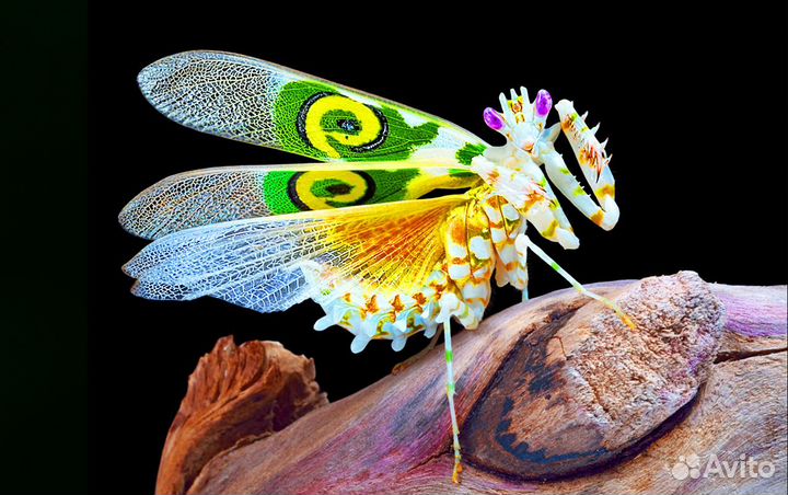 Богомолы из тропиков с отправкой по России