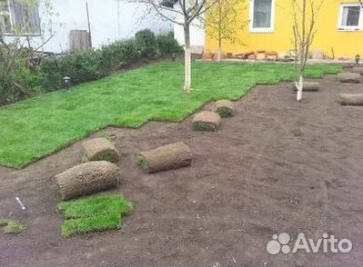 Газон рулонный
