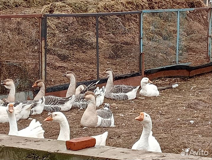 Холмогорские гуси