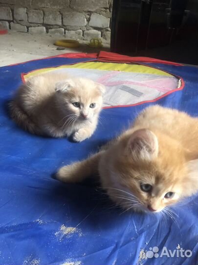 Котята в добрые руки. Мальчики