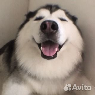 Коуч, наставник, психолог