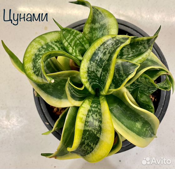 Сансевиерия ханни