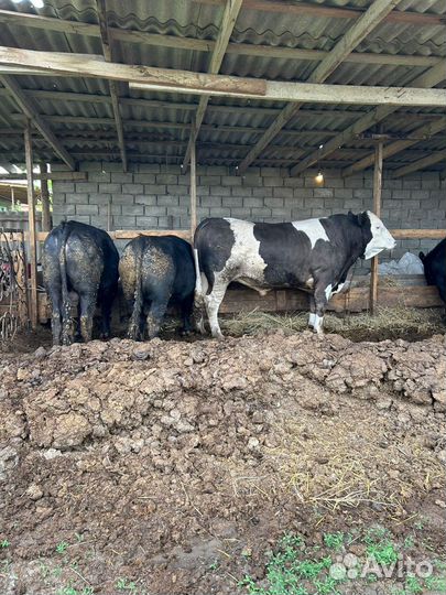 Бычки мясной породы 2 г