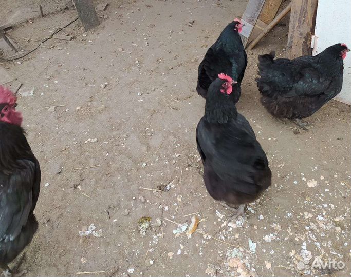 Инкубационное яйцо джерсийский гигант поместное