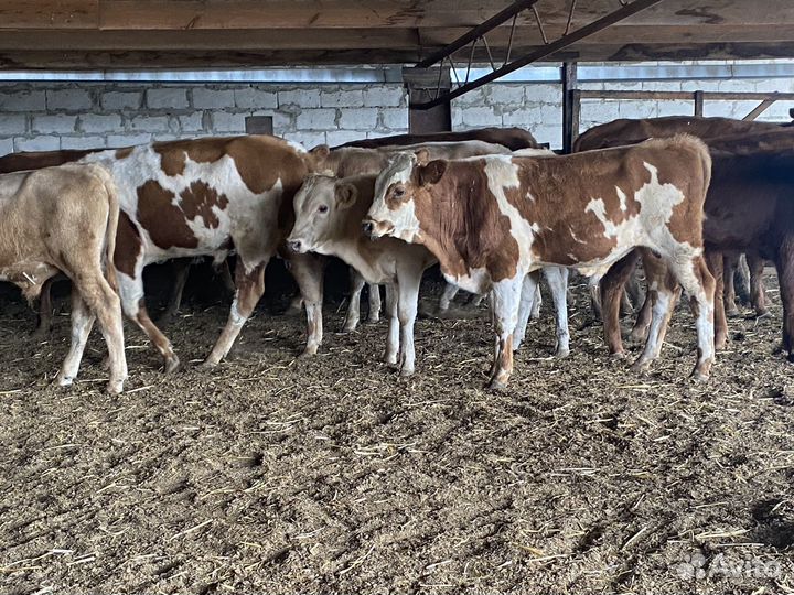 Продаются бычки