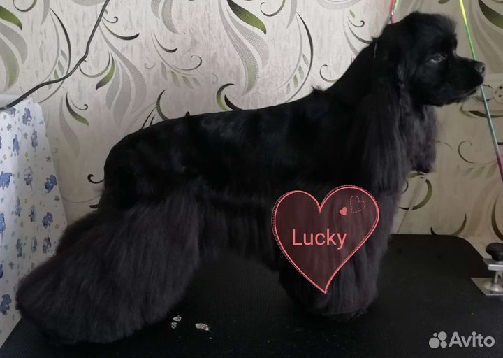 Груминг обучение