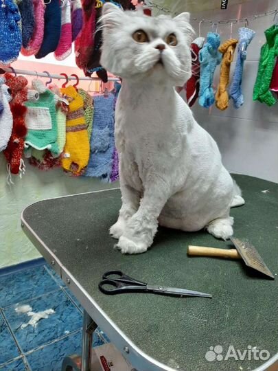 Подстригу вашего котика