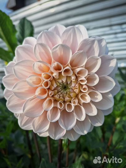 Георгины срезка