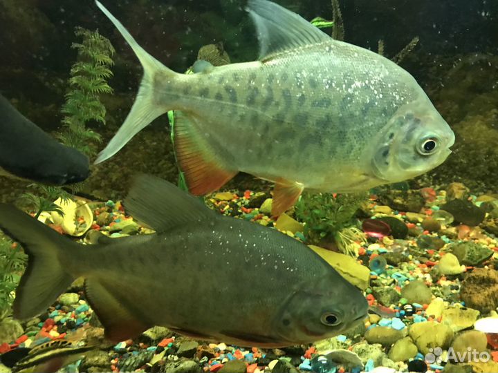 Экзотические аквариумные рыбки