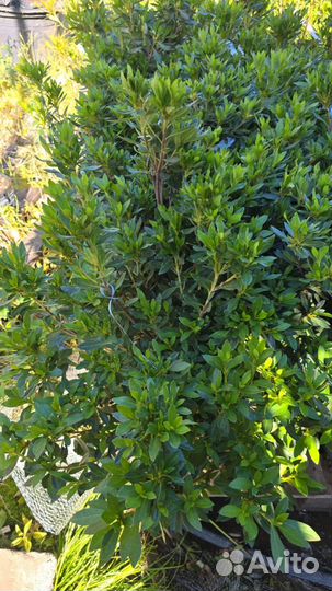 Продаются восхитительные азалии для вашего сада