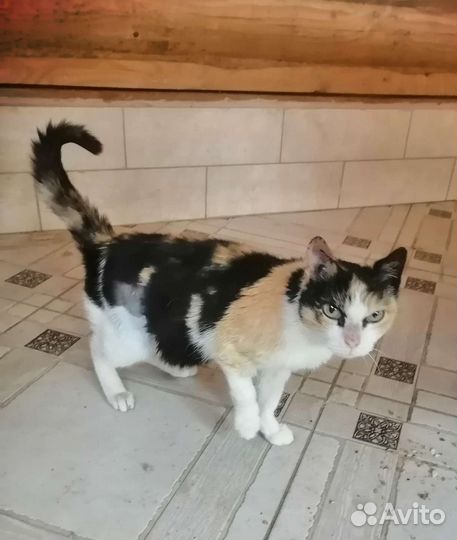 Кошка Леся стерилизованная 1 год