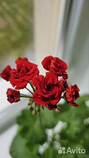 Герань пеларгония