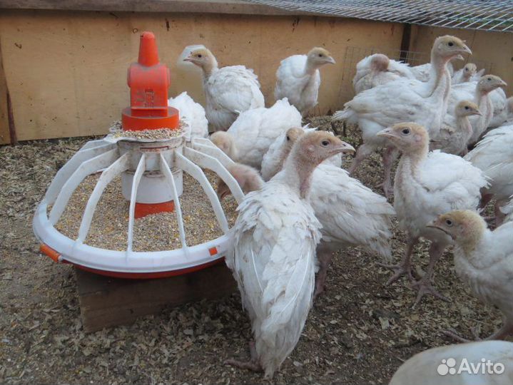 Индейка 1 месяц