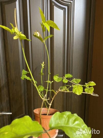 Жасмин комнатный