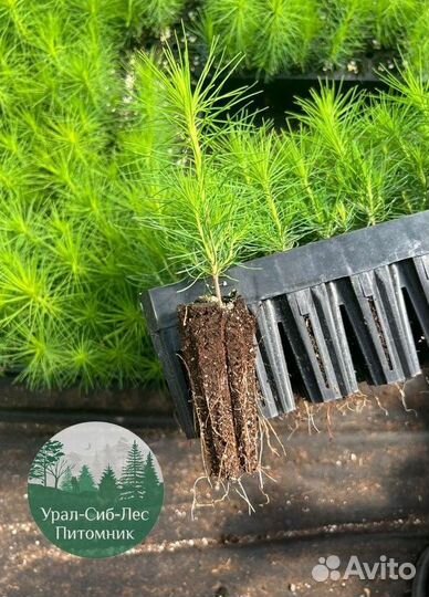 Зкс и окс Сосна Ель Лиственница сеянцы Голуб горн