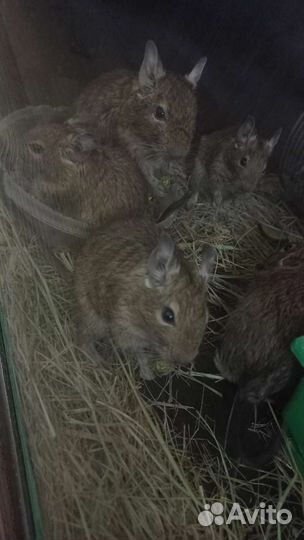 Чилийская белка дегу